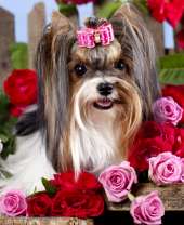 Йоркширский терьер в красных и розовых розах