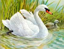 Белоснежный лебедь с птенцом на озере