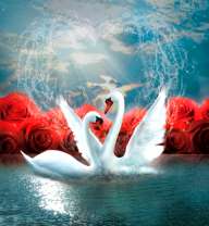 Два лебедя на фоне луны и роз