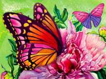 Яркие бабочки на цветах пионов