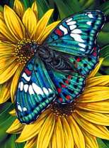 Синяя бабочка на желтых цветах