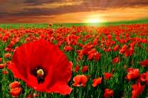 Восход солнца над маковым полем