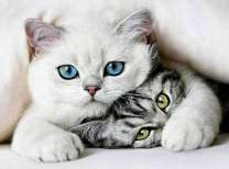 Белый и полосатый котята