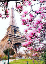 Весеннее цветение в Париже