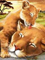 Львёнок умывает маму