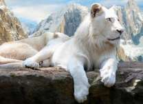 Белый лев в горах