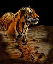 Большой тигр в реке