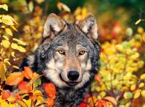 Серый волк в осенних листьях