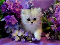Белый пушистый котёнок в ярких цветах
