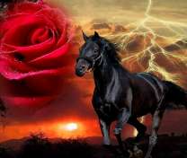 Чёрный конь, гроза и красная роза