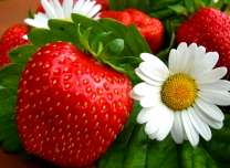 Кустик спелой и цветущей клубники