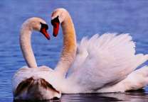 Два грациозных лебедя на озере