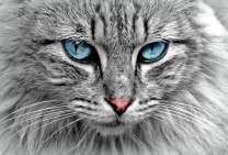 Пушистый серый кот с голубыми глазами