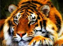 Дремлющий тигр