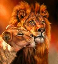 Лев и львица в лучах солнца