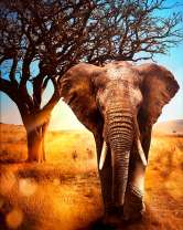 Большой слон под сухим деревом