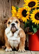Щенок бульдога и букет подсолнухов