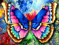 Красивая бабочка крупным планом