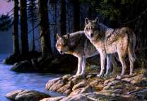 Волки у реки в сосновом лесу