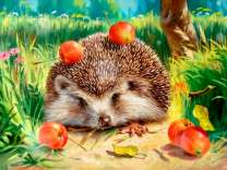 Ёж делает запасы яблок