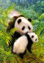 Панды в зарослях папоротника