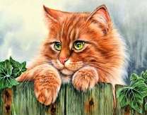 Рыжий пушистый кот за забором