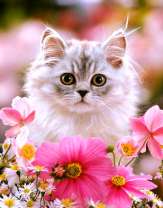 Маленький котёнок и цветущие ромашки