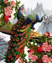 Два павлина и цветущие розы