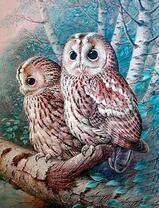 Две серых совы на берёзке