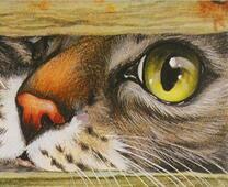 Котик смотрит через щель в заборе