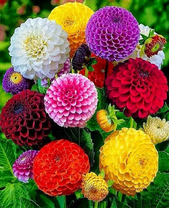 Букет ярких георгин