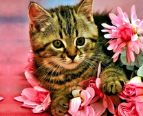 Маленький котёнок в розовых цветочках