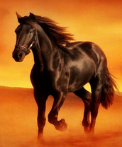 Чёрная лошадь в пустыне