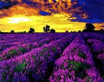 Лавандовое поле на фоне заката