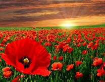 Маковое поле на закате