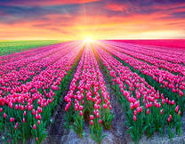 Тюльпанное поле на закате