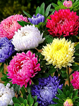 Разноцветные астры