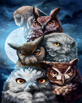 Разные виды сов