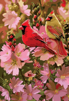 Красный кардинал на мальвах