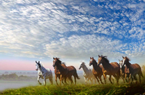 Стадо диких лошадей