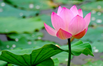 Нежно-розовый лотос над водою