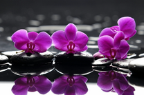 Орхидеи, камни и вода