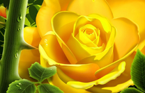 Ярко-желтая роза