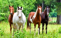 Четыре лошади в загоне