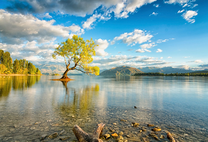 Осеннее дерево среди озера