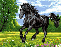 Черный длинногривый конь на летнем лугу