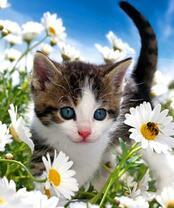 Котёнок среди крупных ромашек