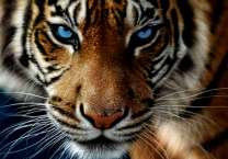 Голубоглазый взгляд взрослого тигра