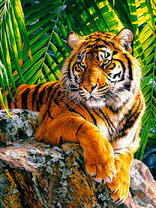 Тигр на камне в тени дерева