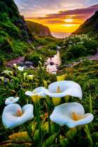 Белые калы в горах